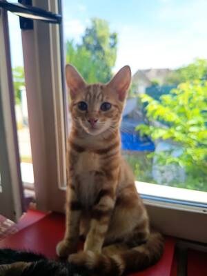 Adopter Spooky