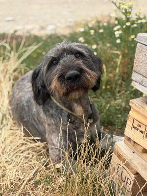 Adopter WINONA
