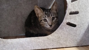 Adopter Bart