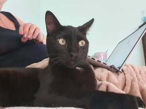 Adopter Bastia
