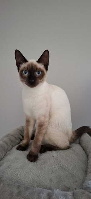 Adopter BELLADONE