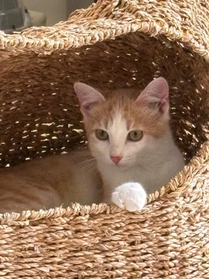 Adopter Betsy