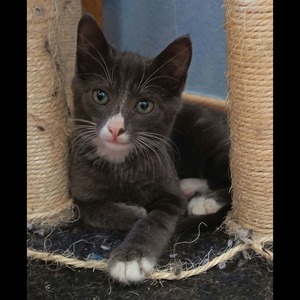 Adopter NOURS