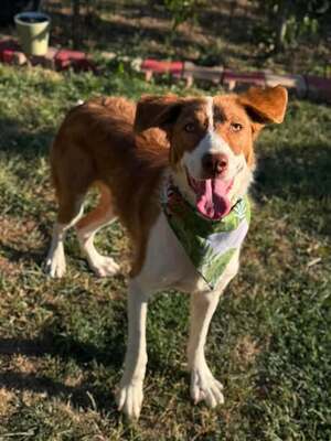 Adopter Nuga