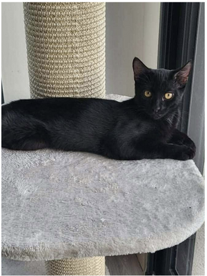 Adopter Snickers