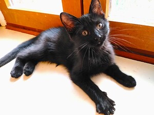 Adopter Bibie