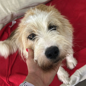 Adopter Shirley