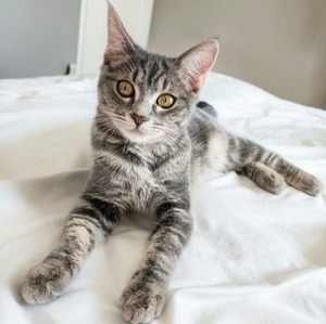 Adopter Shiva