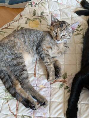 Adopter Blue
