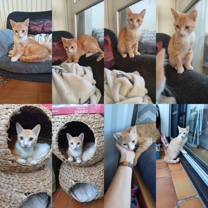 Adopter Raffaelo 