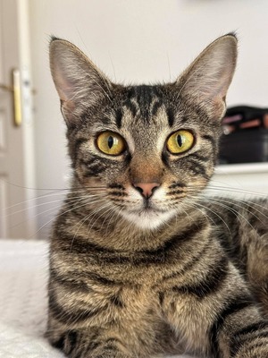 Adopter Lola
