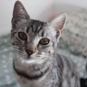 Adopter ETINCELLE