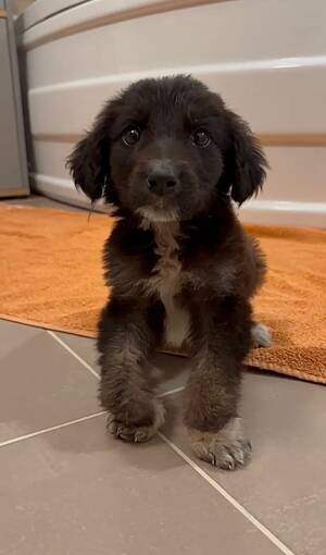 Adopter Jasmine