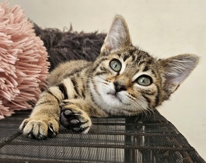 Adopter Bourik