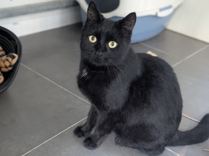 Adopter Alanya