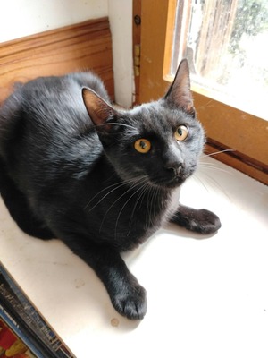 Adopter Bonbon