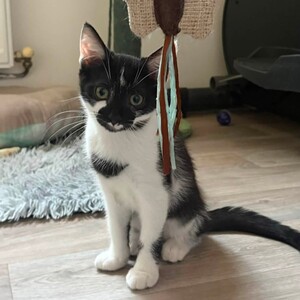 Adopter BRUME