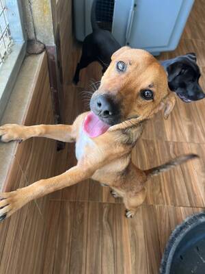 Adopter tiko