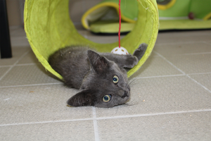 Adopter Bluesy