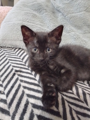 Adopter BANDITA