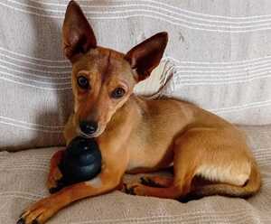 Adopter Zelda