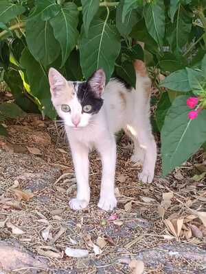 Adopter Natalia