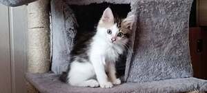 Adopter Baileys 