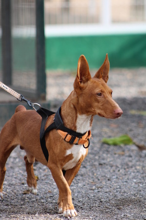 Adopter Chencho