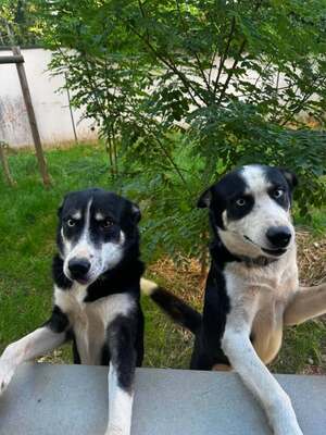 Adopter Uno et Ulysse