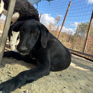 Adopter Scarlett