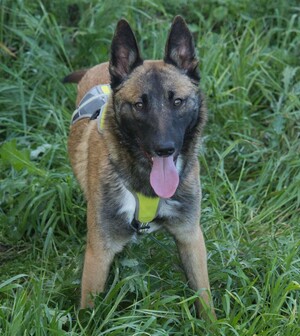 Adopter Nelson 