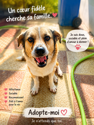 Adopter Oscar