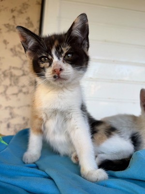 Adopter Snikers