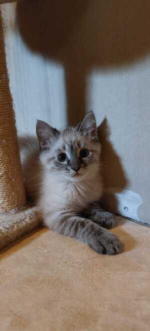 Adopter Snow