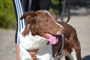 Adopter Taco
