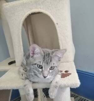 Adopter BOUBA
