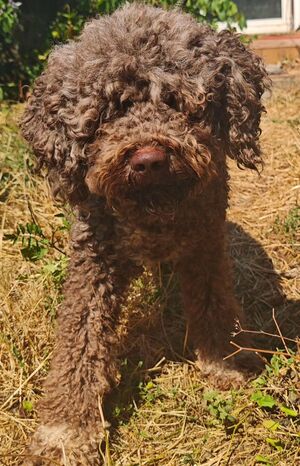 Adopter Emile