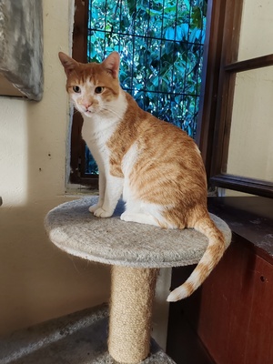 Adopter Dalian