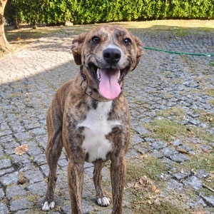 Adopter Teddy