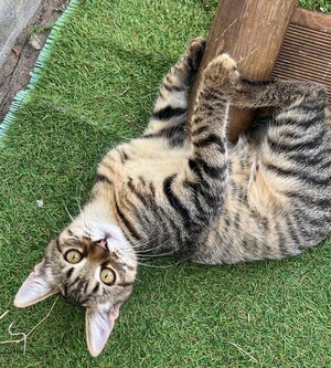Adopter BLIZZI