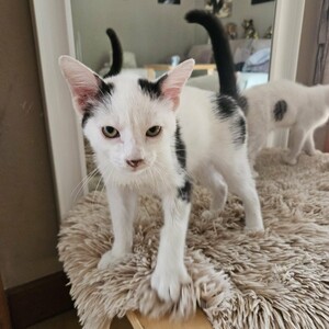 Adopter BLINYS