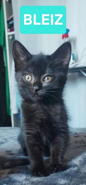 Adopter Bleiz 
