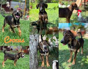 Adopter CROCUS