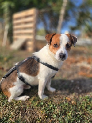 Adopter Modzi