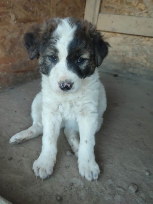 Adopter Chiots