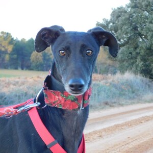 Adopter Star