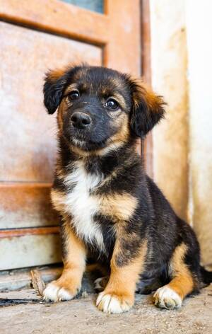 Adopter Jack