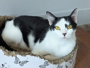 Adopter Aryna