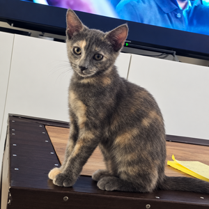 Adopter MERVEILLE