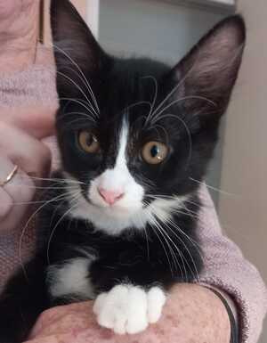 Adopter Brindille